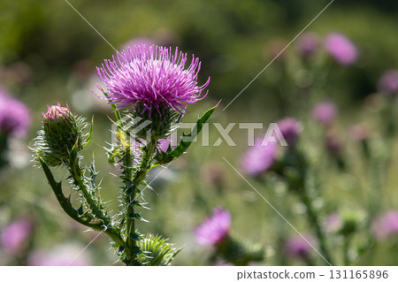 Spear thistle blooms vibrantly in a field showcasing its distinctive purple flowers in early summer sunlight 131165896
