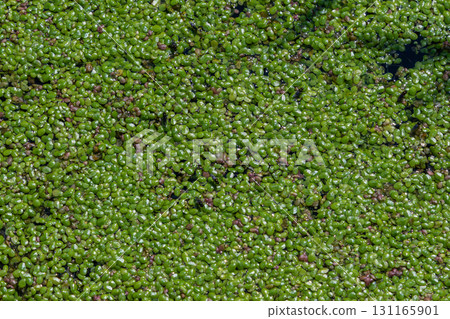 Common duckweed covers a calm pond surface with vibrant green patches during mid-afternoon light in a serene aquatic environment 131165901