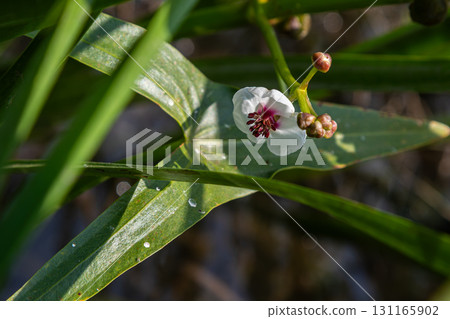 Common arrowhead plant blooming near water in wetland habitat during daylight 131165902