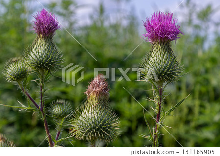 Vibrant purple flowers of Cirsium vulgare in a natural habitat showcasing the unique structure and spiny textures of Spear Thistle a resilient wild plant 131165905