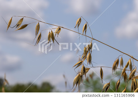 Wild oat seed heads sway gently under a clear sky showcasing their golden hue against a backdrop of fluffy clouds and lush greenery 131165906
