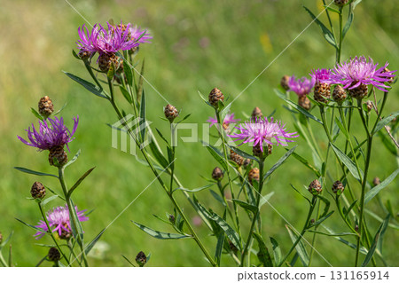 Brown knapweed blooms display vibrant purple flowers in a lush green field during late spring attracting pollinators and enhancing the natural beauty Brown knapweed blooms display vibrant purple flowers in a lush green field during late spring attracting pollinators and enhancing the natural beauty 131165914