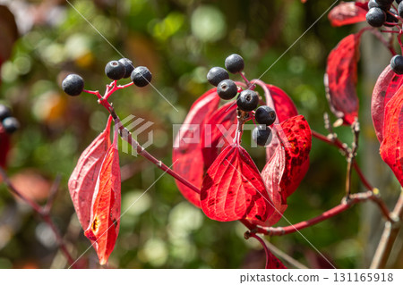 Vibrant red leaves and dark berries on Cornus sanguinea highlight autumn's beauty in a sunny garden 131165918