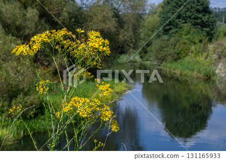 Beautiful ragwort blooms along a serene riverbank under clear blue skies in the late afternoon sunlight Beautiful ragwort blooms along a serene riverbank under clear blue skies in the late afternoon sunlight 131165933