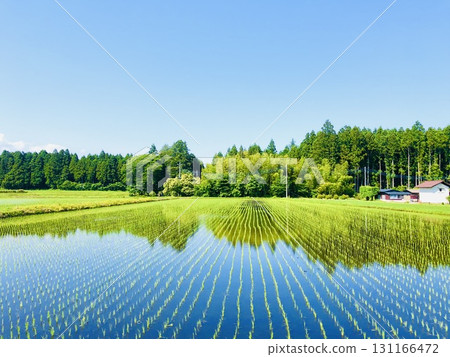 鄉村映照著夏日的天空 131166472