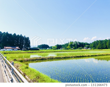 Green and Blue 131166473