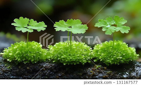 Vibrant green plants sprouting from moss macro nature photography 131167577