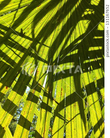 Green palm leaves close up with shadows. Tropical background. Vertical photo. Green palm leaves close up with shadows. Tropical background. Vertical photo. 131167652