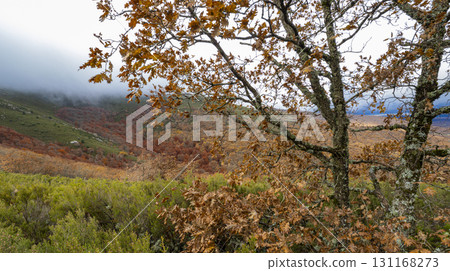 Hayedo de la Pedrosa Natural Protected Area, Spain 131168273