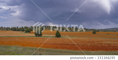 Agricultural Field Agricultural Field and Mediterranean Forest, , Spain 131168295