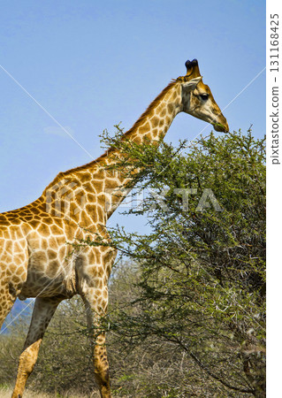 Giraffe, Kruger National Park, South Africa 131168425
