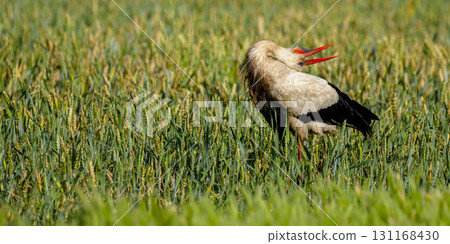 White Stork, Spain 131168430