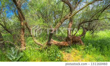 Tamarisk, Tablas de Daimiel National Park, Spain 131168460