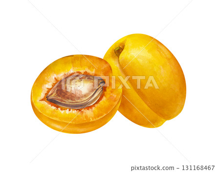A hand-drawn apricot and its half with a stone. The watercolor illustration is isolated on a white background. Botanical drawing of ripe fruits for menu, cooking and gardening. Clipart. 131168467