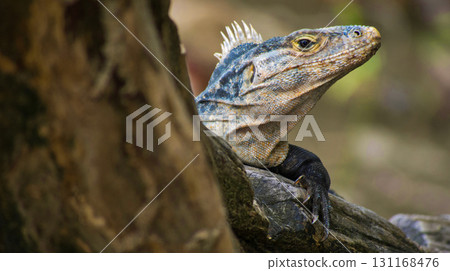 Black spiny-tailed Iguana, Marino Ballena National Park Black spiny-tailed Iguana, Marino Ballena National Park 131168476