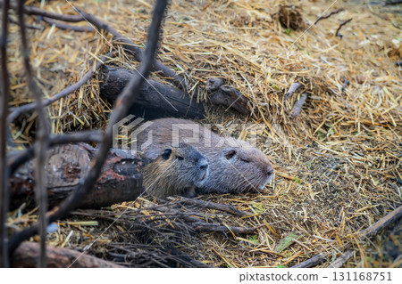 Two nutria resting closely together inside natural nest made of straw and branches, surrounded by forest floor. Concept of nutria family, bonding, wildlife protection 131168751
