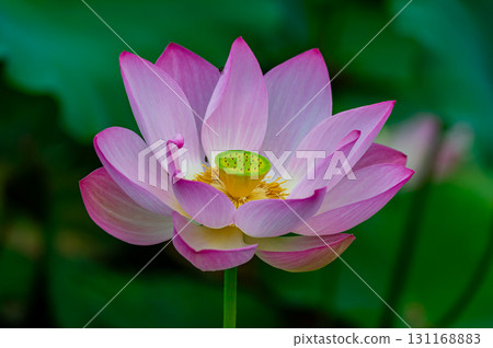 Lotus flower  131168883