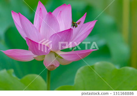 蓮花 131168886