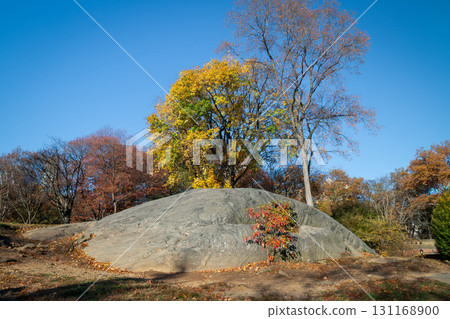 Autumn in Central Park - New York City 131168900