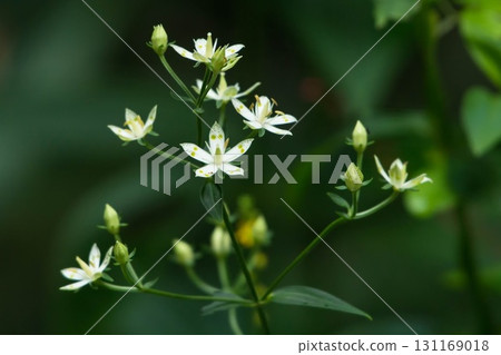 Flowering wildflowers in autumn Flowering wildflowers in autumn 131169018