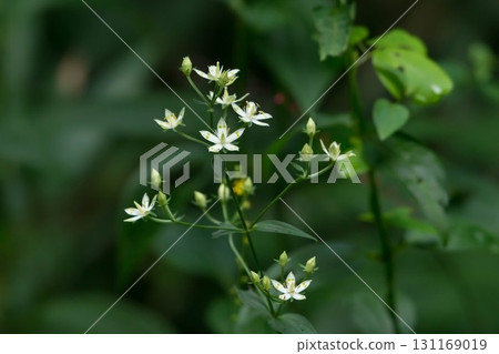 Akebonoso Akebonoso 131169019