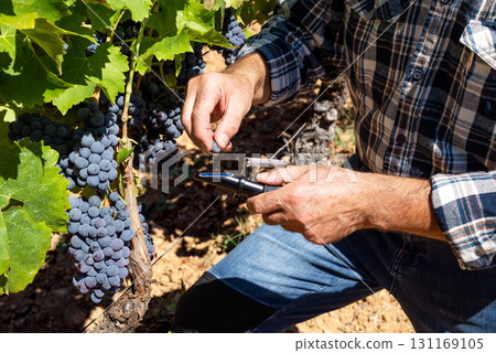Cannonau grapes. Agronomist measures the level of sugars in grapes with the refractometer. Agriculture. 131169105