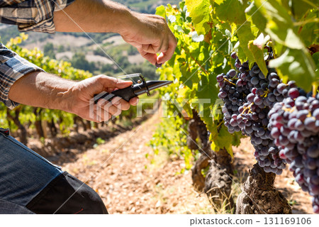 Cannonau grapes. Agronomist measures the level of sugars in grapes with the refractometer. Agriculture. 131169106
