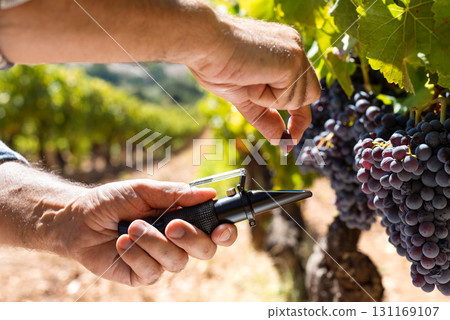 Cannonau grapes. Agronomist measures the level of sugars in grapes with the refractometer. Agriculture. 131169107