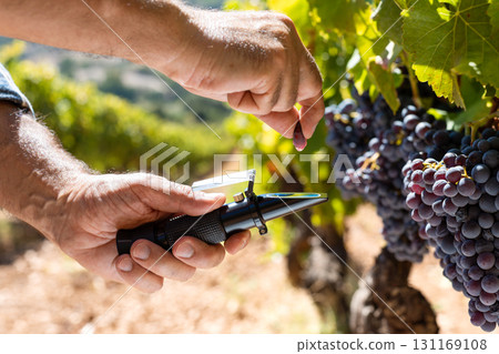 Cannonau grapes. Agronomist measures the level of sugars in grapes with the refractometer. Agriculture. 131169108