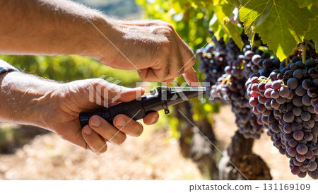 Cannonau grapes. Agronomist measures the level of sugars in grapes with the refractometer. Agriculture. 131169109