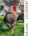 rooster in the garden, front view 131169287
