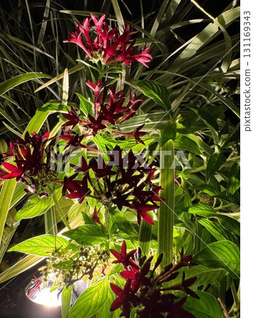 Red pentas flowers 131169343