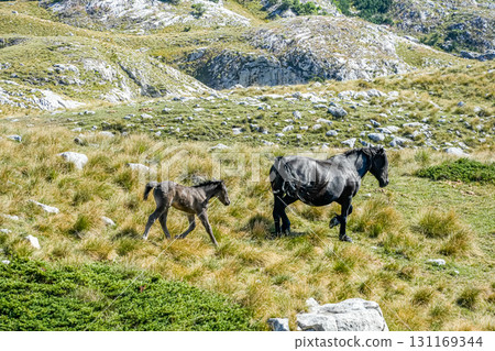 Wild horse with foal galloping freely across the scenic hills of Sedlo in Durmitor National Park, Montenegro. 131169344