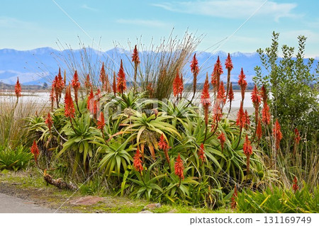 Krantz Aloe Plant 131169749
