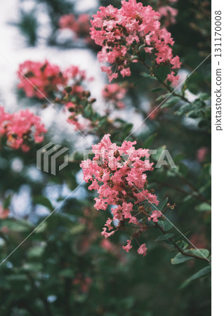 [Chinese Garden Enchoen] Beautiful pink flowers 131170008