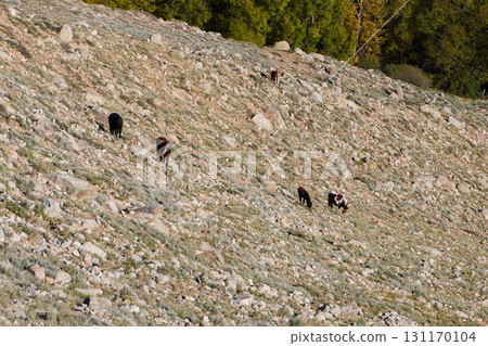 Cows Grazing on Rocky Hillside 131170104