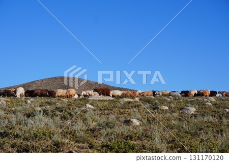 Sheep Grazing on Rocky Hill Under Clear Blue Sky 131170120