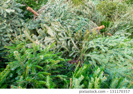 Much old dry used Christmas trees on the city street. Festively decorated outdoor. Background of green branchesof spruce. Much old dry used Christmas trees on the city street. Festively decorated outdoor. Background of green branchesof spruce. 131170357