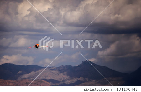 Flamingo in flight over salt lakes in Spain with dramatic mountains and storm clouds in the background. Flamingo in flight over salt lakes in Spain with dramatic mountains and storm clouds in the background. 131170445