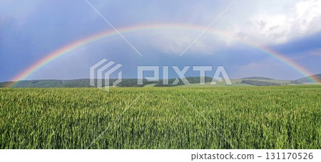 A vibrant rainbow arcs across a cloudy sky above a lush green field 131170526