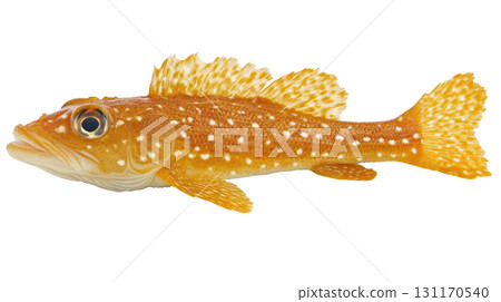Orange spotted fish swimming in clear water, showcasing vibrant colors and detailed fins for marine life enthusiasts 131170540