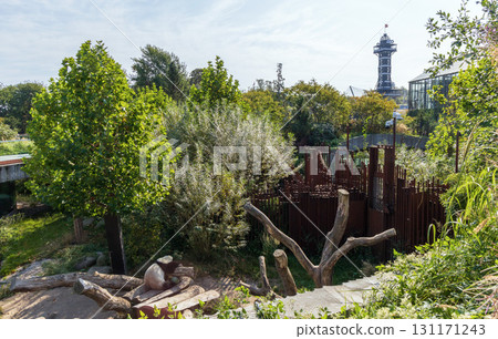 A cute panda sleeps on a tree at the zoo. Copenhagen, Denmark 131171243
