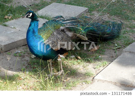 peacock walks with a complex tail blue green colored male 131171486