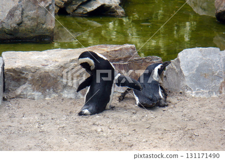 two black penguins with their backs on the rocks above the zoo pond two black penguins with their backs on the rocks above the zoo pond 131171490