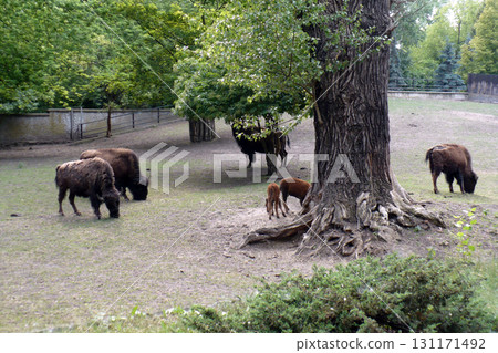 number of bisons in the zoo graze and they eat under the tree 131171492