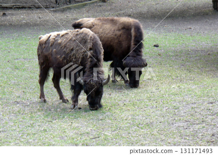 two bisons in the zoo graze and they eat 131171493