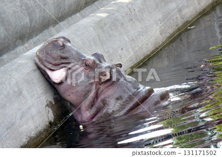 a large gray hippo wide in the pond water a large gray hippo wide in the pond water 131171502