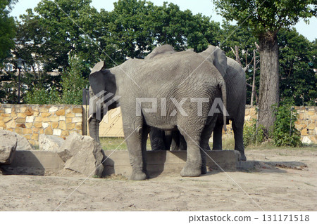 a small herd of elephants on the catwalk at the zoo a small herd of elephants on the catwalk at the zoo 131171518