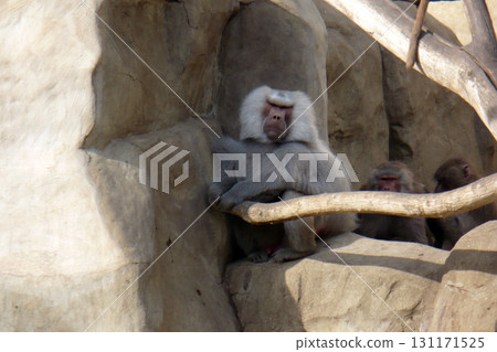 A male baboon sits on a branch among the gray rocks 131171525