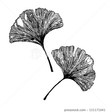 Ginkgo biloba leaves sketch. Decorative sceleton leaf. Vector hand drawn illustration. Minimal line art style Ginkgo biloba leaves sketch. Decorative sceleton leaf. Vector hand drawn illustration. Minimal line art style 131171841